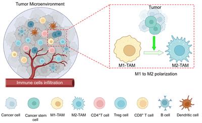 Frontiers | Tumor-associated Macrophages: An Effective Player Of The ...